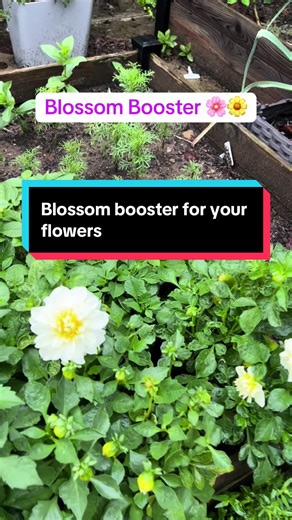 How to Use Bloom Boosters for Healthy Flowers