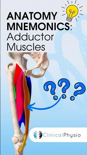 Adductor Muscles Anatomy Mnemonic #anatomy #mnemonics