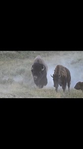 75K views · 5.8K reactions | Feeling feisty...Bison during the rut in Yellowstone in August, Yellowstone National Park | T. Lyn Neufeld Photography | Facebook
