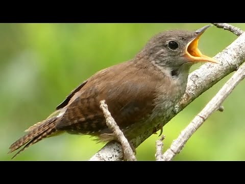 House wren bird call / sounds | Fledgling / Juvenile