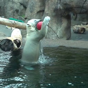11K reactions · 7.7K shares | Polar ball! | Oregon Zoo | Facebook
