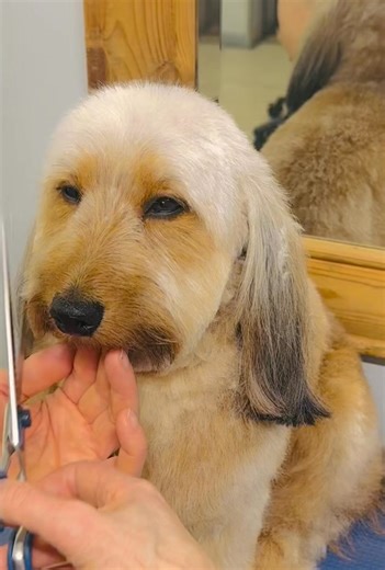 Little Max is always a dream to groom so he’s our wonderful Best Dog of the Week this week ❤️ | Natalie's Dog Grooming Centre Ltd