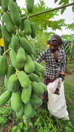 Papaya Harvesting Process at a Tropical Farm! | FoodStuff
