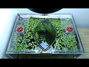 Ep.6 Sweet Potato Betta Tank (NEW Plants & Favorite Kartoffel Food) No filter, No CO2, NO ferts Nano