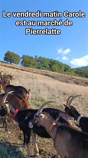Et les chèvres en pâture qui profitent de la fin de l'été. | La Cabriole