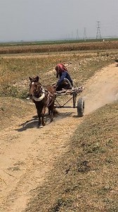 Traditional Horse Transport: Carrying Grass from the Field | Sami Loft & FarmHouse