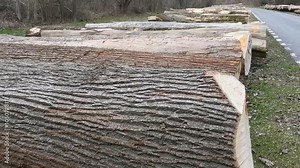 Cut trees are stacked on the grass, each tree marked with numbers and stamps. This scene illustrates the process of timber processing and the logging business, showcasing how logs are prepared, sorted