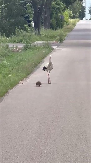 Unbelievable! A Hedgehog and a Stork Walking Together!