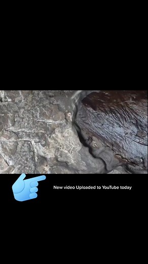 #fossils #fossil #paleontology #geology #crocodile #crocodiles #nature #science #fossilhunting #prehistoric #jurassicpark #real #fossilhunter #fypシ #fyp #eocene #rocks #fossiladdict #palaeontology #prep #interesting #naturalhistory #evolution #paleontologist #paleoart #megalodon #geologyrocks #greenriverformation #reptiles #education