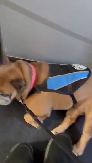 Las azafatas no pudieron contener la risa cuando el perro de un pasajero se volvió completamente loco por su miedo a volar.