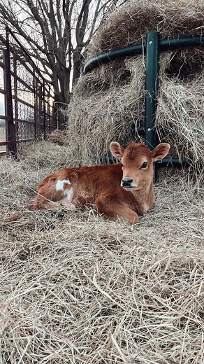 Raw milk vs. Pasteurized milk Have you ever thought about how pasteurization kills all bacteria, not just the “bad?” And not only are all of the bacteria eliminated, but the beneficial vitamins, minerals and enzymes are denatured. Another way to say this is that many of the health benefits are neutralized, aka not going to benefit us in the least. Because of this, after the milk has been pasteurized, a lab adds their lab-made nutrients and vitamins back into the milk. Sort of like fortified cere