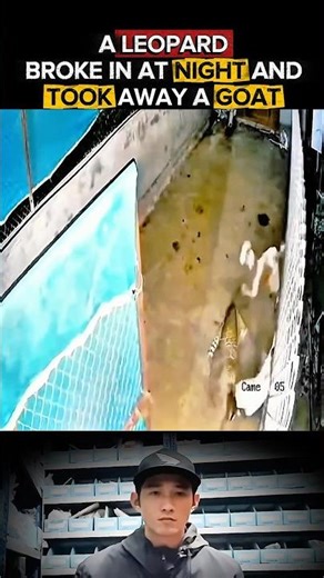 A leopard broke in at night and snatched the goat away . OMG ..