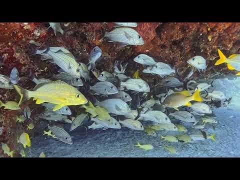 Swim With The World's Most Incredible Marine Life