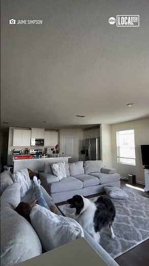 Dog helps owner during seizure