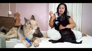 23K views · 451 reactions | The dogs were originally bred for herding...