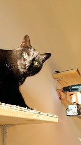 242K views · 8.2K reactions | Creating a Purrfect Cat Playground Wall for Endless Fun  | 5-Minute Crafts | Facebook