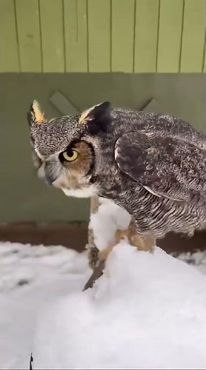 Good Morning Butters ☕️