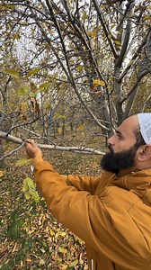 102K views · 514 reactions | Pruning tips in traditional orchard’s. #pruning #pruningintraditionalorchard | Simnaniya Nursery | Facebook