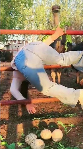 Amazing Ostrich Farm Life: Feeding and Collecting Giant Eggs!#Ostrich #FarmLife #AnimalFeeding