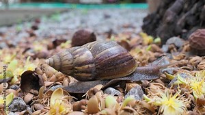 The snail is walking slowly, taken in close distance.