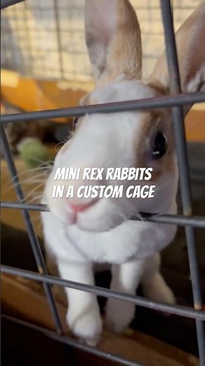 Mini Rex Rabbits