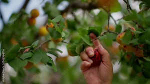 Hand Picking a Ripe Apricot from a Tree, Capturing the Essence of Summer Harvest Stock Video