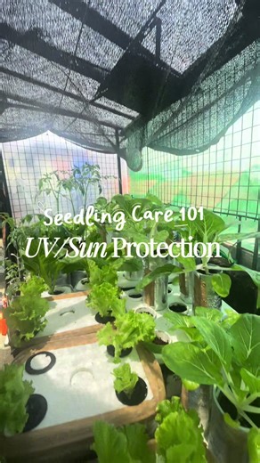 Protect your greens from the sun. ☀️ Here's my easy setup using net shade. ✨ #fypシ #hydroponics #netshade #sunprotection #urbanfarming