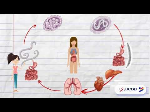 O CICLO DO ASCARIS LUMBRICOIDES - PARASITOLOGIA