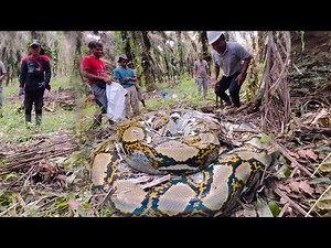 The Moments of Capturing a Large, Scary Python Monster in Kalimantan...!!!