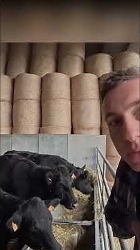 MarcA2C : Les objectifs avec cette race de vache !