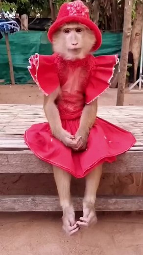 Beautiful Monkey Wearing Princess Dress - Funny Monkey Photos