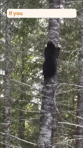 Black bear climbs tree fast | Black bear encounter