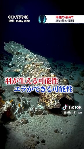 TikTokでalien51.jpnさんをチェック！