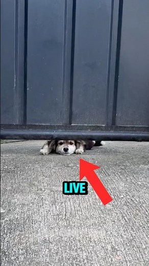 The Real Reason Dogs Get So Excited When You Come Home 🐶