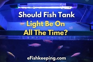 Should Fish Tank Light Be On All The Time? (Solved!)