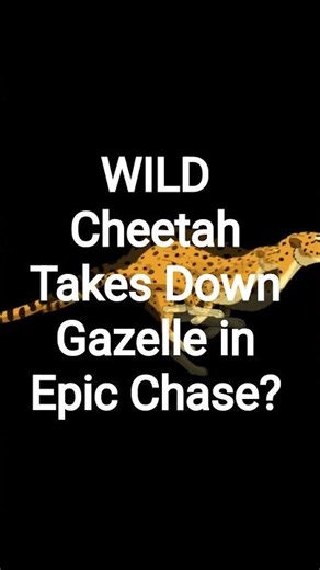 WILD Cheetah Takes Down Gazelle in Epic Chase?