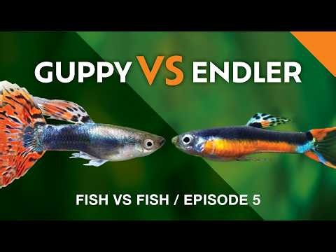 Guppy VS Endler: Which is Better?