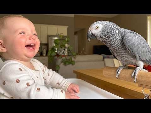 Talking Parrots Are Absolutely Hilarious 😂🦜