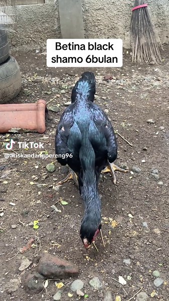 Understanding Black Shamo Chickens and Their Care