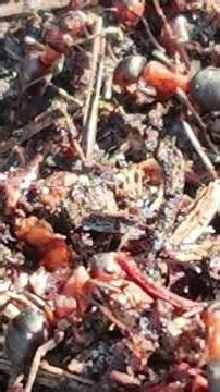 Antcolony in action /forest life #nature #ants #insects