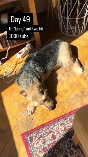 Day 49 – Bumblebee’s “bang” 🐕 #puppy #cute #dailychallenge #funny #pets