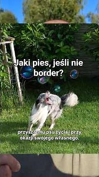 Trzy rasy psów, które warto rozważyć zamiast border collie 🤔#pies #bordercollie #rasapsa