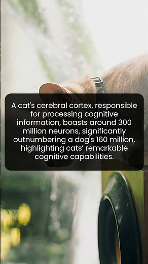 Unveiling the Feline Brain: Cats’ Cognitive Superiority Explained