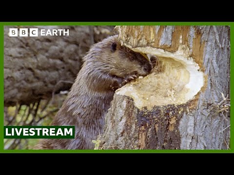 🔴 LIVE: The Wildlife of Yellowstone | BBC Earth