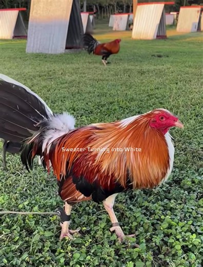 StarceyHaywardGameFarm (@starceyhaywardgam)’s videos with The Alpha The Omega - GhostProductionsNM