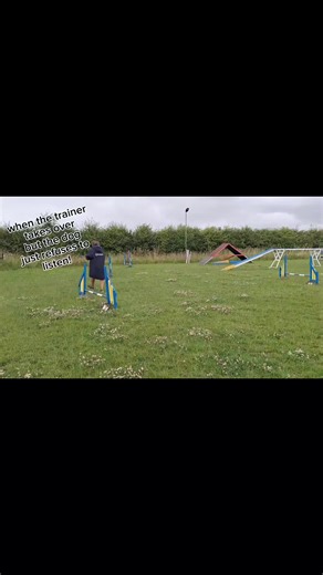 when agility doesn't go to plan! #agilitytraining #plangonewrong #dogsoftiktok #dogsmisbehaving