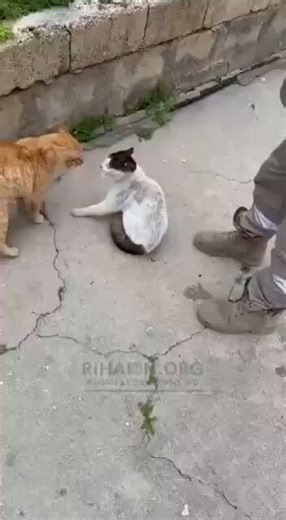 إشكال كبير صباح اليوم في بلدة الدوير الجنوبية في قضاء النبطية و قد عملت كشافة الرسالة الإسلامية على محاولة فض الإشكال ، لكن دون جدوى.. حتى البسينات مش طايقين بعض بهالحرب وصاير خلقهن ضيق .. والله فقع قلبنا شكراً لشباب كشافة الرسالة على الفيديو 🤣🤣