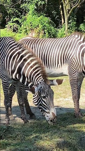 🦓 The zebra: more than just a striped horse! 😍 Discover its incredible secrets!