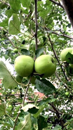 Rain Singh | 💚winter outside. July in my gallery🍏#apples #ny1 #ny1pic #njlife #ig_today #green #photographer | Instagram