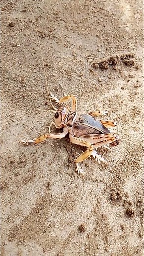 Strangest Insect Ever! The Jerusalem Cricket Up Close 😱" #youtubeshorts #viralvideo